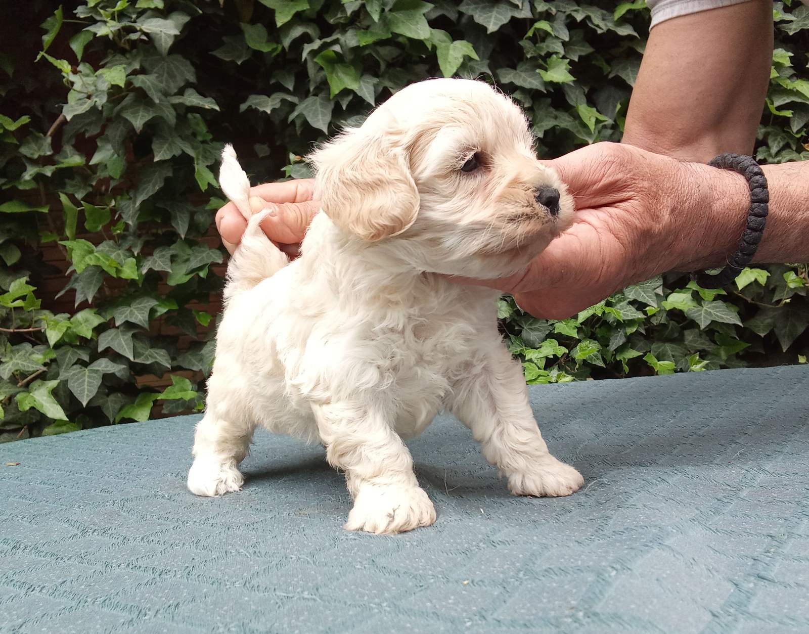 MALTIPOO